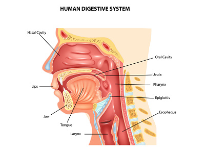 Anatomy of human body