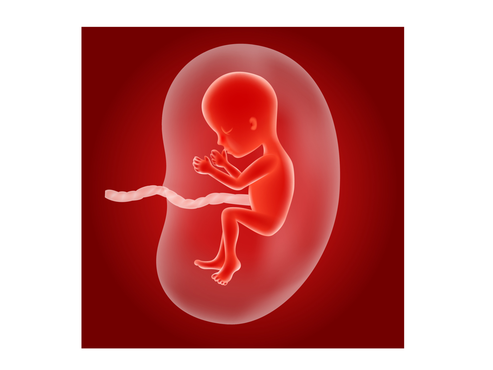 Human Fetus By Tigatelu On Dribbble 5736
