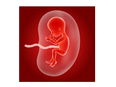 Human fetus abortion anatomical anatomy baby body cartoon embryo fertility fetal fetus human illustration infant internal medical medicine newborn organ science system