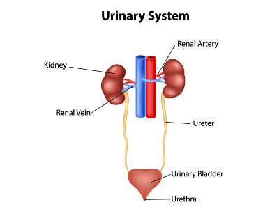 Urinary system adrenal anatomical anatomy bladder disease human illustration internal kidney medical normal organ system urinary urine vein