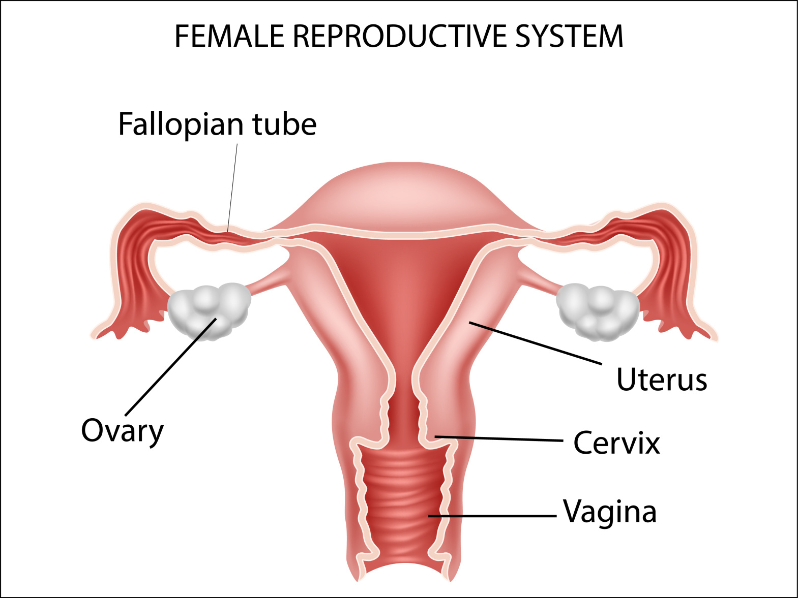 Female Reproductive System By Tigatelu On Dribbble