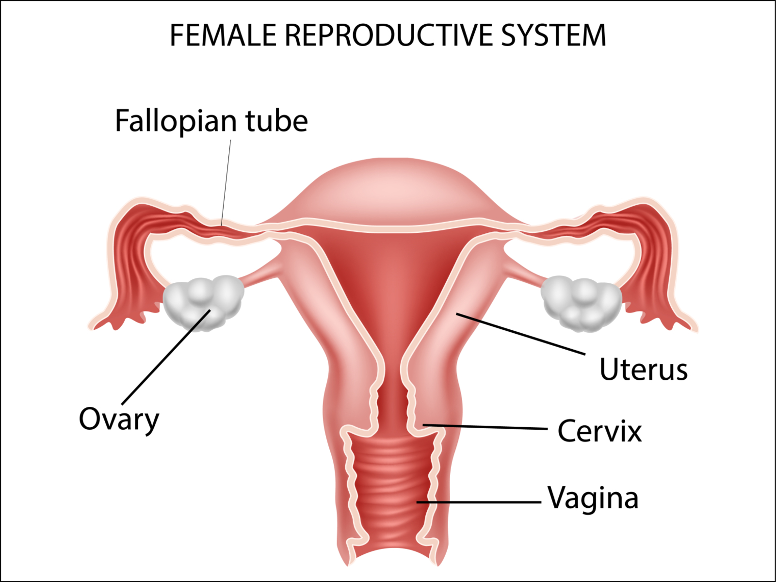 25 Label The Parts Of The Female Reproductive System - Labels With The Female Reproductive System Worksheet