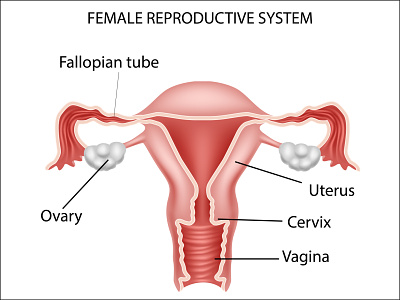 Female reproductive system anatomical anatomy cervix human illustration internal medical organ ovary ovulation ovum reproduction reproductive system uterine uterus vagina