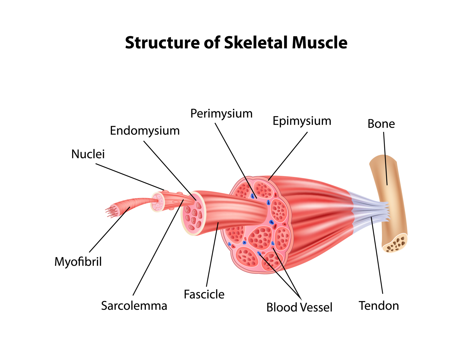 Внутреннее строение мышцы человека