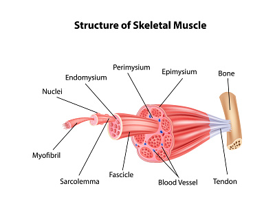 Structure Skeletal Muscle Anatomy anatomical anatomy care cartoon diagram education human illustration internal medical medicine muscle muscular normal organ science skeletal structure system vector