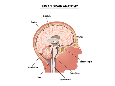 Human Brain anatomical anatomy brain cartoon cerebellum cerebral chart diagram head human illustration intellect medical medicine nerve normal organ parts system think