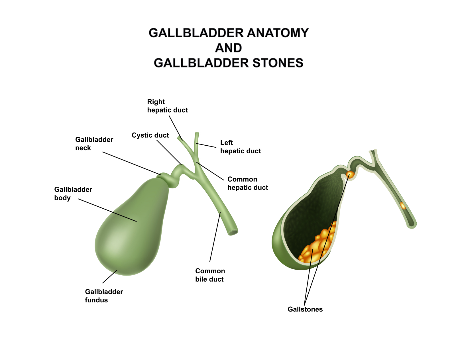 the human gallbladder