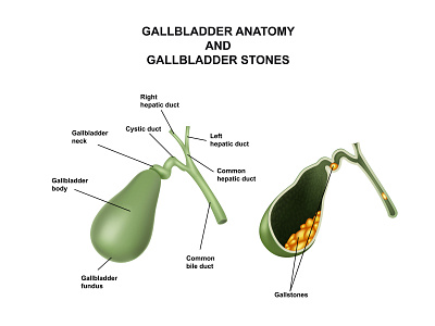 Human gallbladder