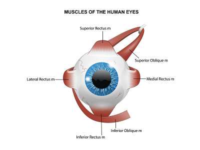 Eyes anatomy