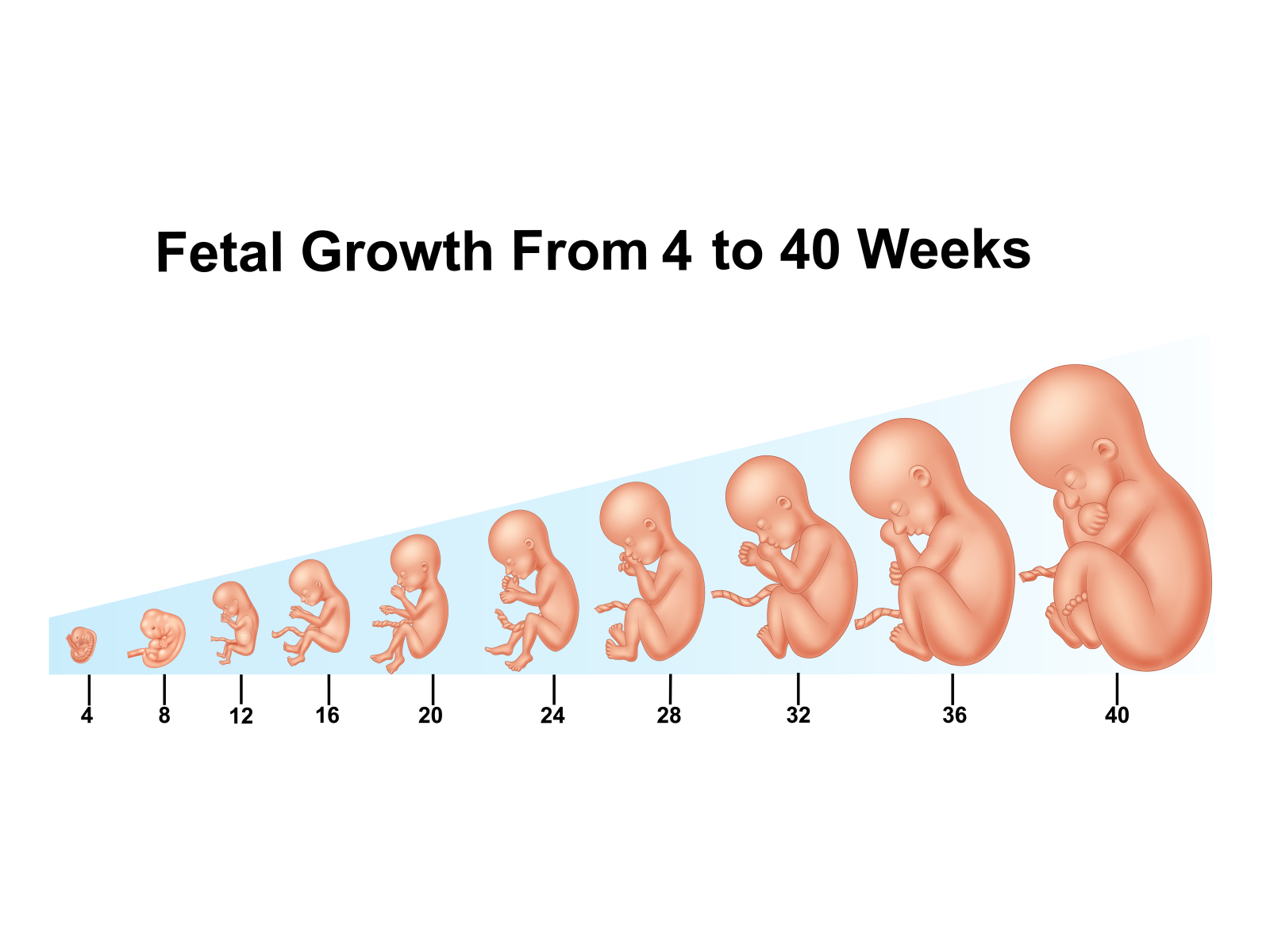 9 недель беременности размер плода. Фазы развития ребенка эмбриона в утробе. Стадии роста плода. Стадии развития ребенка в животе. Эмбрион по неделям беременности.