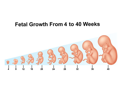 Fetal growth anatomy baby birth childbirth conception development embryo fetal fetus growth health human illustration medical medicine pregnancy pregnant stages vector womb