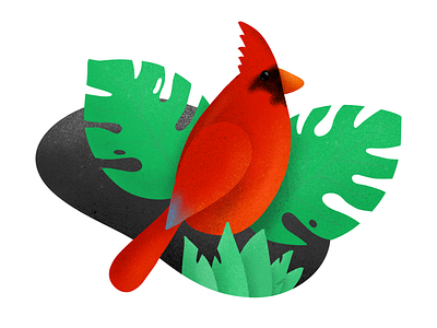 Procreate Illustration of Cardinal