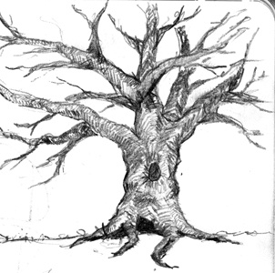 Tree drawing gnarled sketch sketch book tree