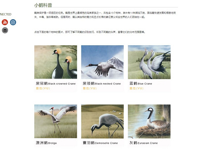 International Crane Foundation CHINA WEBSITE design ngo