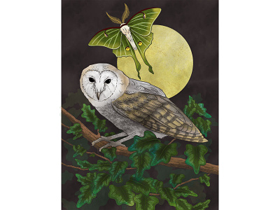 Luna editorial art editorial illustration illustration insect moth moth illustration nature nature illustration owl owl illustration
