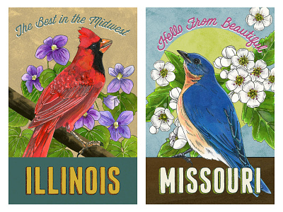 State Bird and Flower Postcards: IL and MO bird illustration botanical art illustration nature nature illustration postcard art postcards vintage style