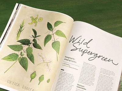 Urtica Dioica botanical botanical art drawing editorial editorial art editorial illustration food food illustration hand lettering illustration magazine illustration natural history nature nature illustration plant illustration plants vintage