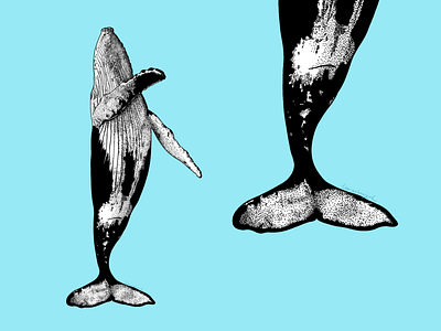 a dotted whale animal animal illustration digitalart dotwork minimal nature procreate whale whaleart wildlife