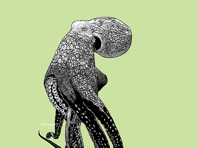 a dotted octopus animal animal illustration digitalart dots dotwork nature octopus octopus art octopus illustration procreate wildlife