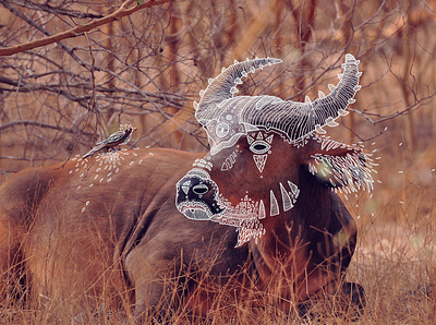 SPIRITS I africa african animals illustration photography senegal