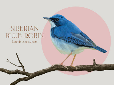 Blue Robin digital painting illustration photoshop