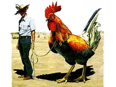 'I want the cock to get bigger than me' animals art artist artmajeur bird cock colagem collage collage art collageart collageonpaper cowboy design humor kunst minimal minmal photography retro vintage