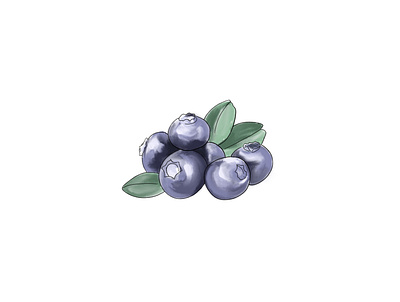 Blueberry Illustration branding digital art illustration