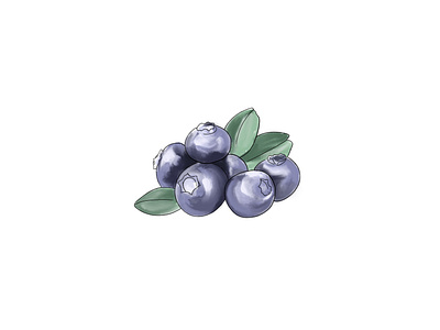 Blueberry Illustration