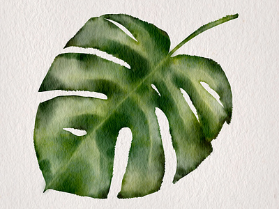 Monstera