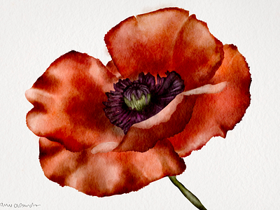 Poppy, 2018 digital art digital watercolor floral florals flowers poppy