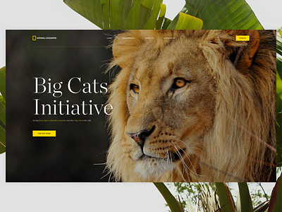 Big Cats Initiative charity design geographic lions natgeo national saving tigers web