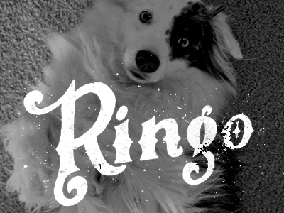 05/365 - Ringo black and white brush lettering script texture