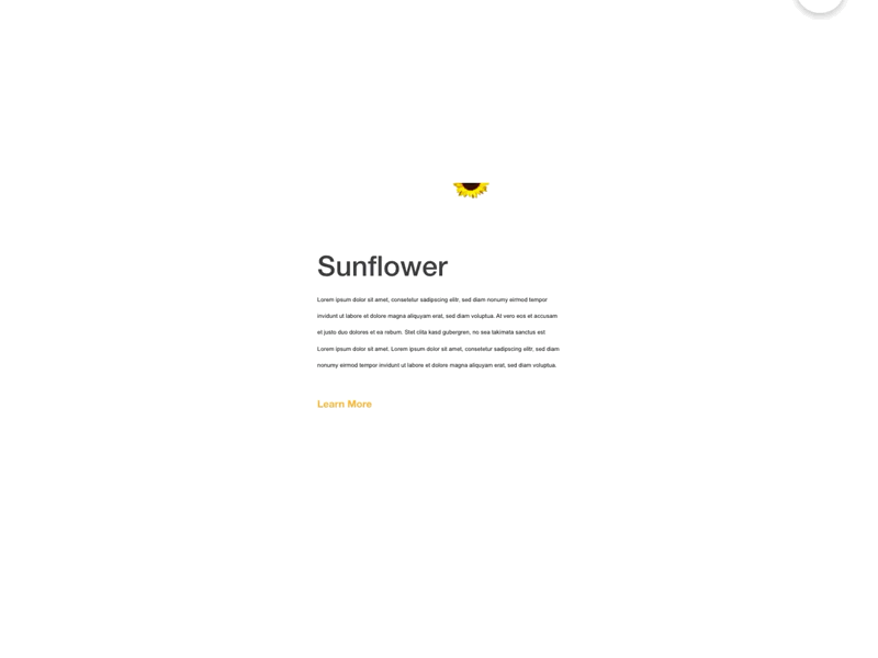 Sunflower Hover Effect Design Concept