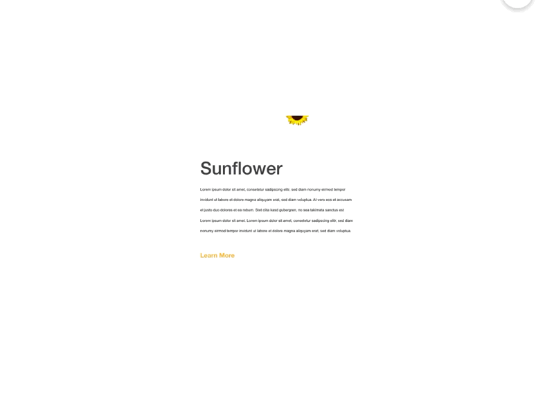 Sunflower Hover Effect Design Concept hover hovering hoveringconcept hoveringeffect mouse hover sunflower
