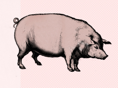 Blog pig blog pig pink redesign