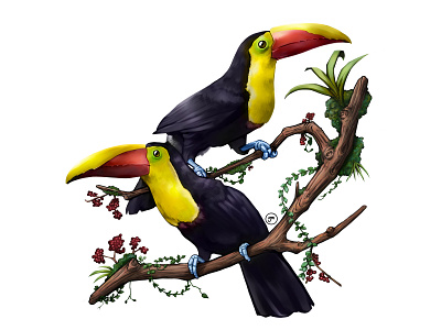 Yellow-throated Toucans Illustration