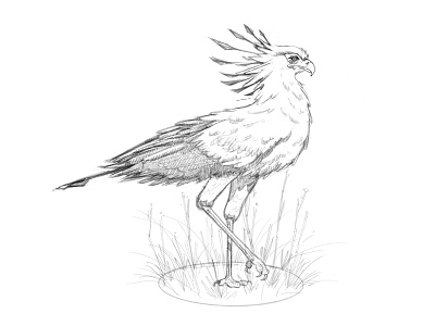 Secretary Bird Sketch