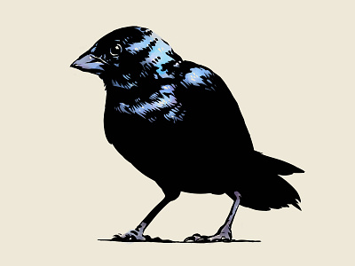 Blue-black Grassquit Bird Illustration