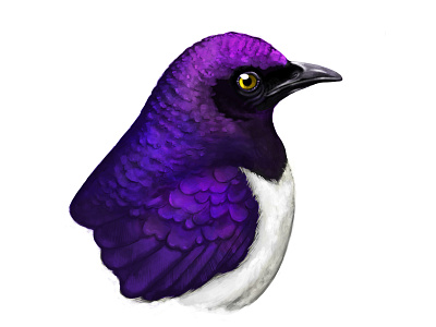 Violet-backed Starling Illustration