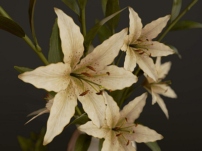 Bouquet with Lilies 3D Model