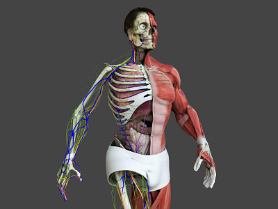 Motion Capture Male Anatomy 3D Model