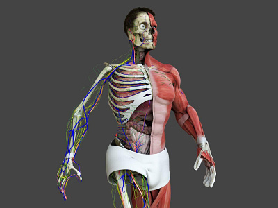 Motion Capture Male Anatomy 3D Model 3d art 3d artist anatomy animated animation body builder capture dcbittorf full internal male medical mocap motion nude organs renderhub skeleton woman