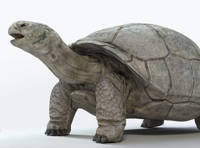 Galapagos Tortoise 3D Model 3d model animal animals galapagos isolated nature reptile shell slow tortoise turtle wildlife