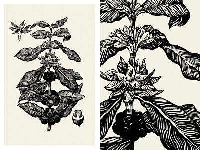 Botanical Drawing - Coffee black and white botanical botanical illustration brewing coffea coffee drawing elegant flower hand drawn illustration ink pattern plant