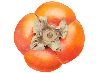 Persimmon illustration ipad pro procreate