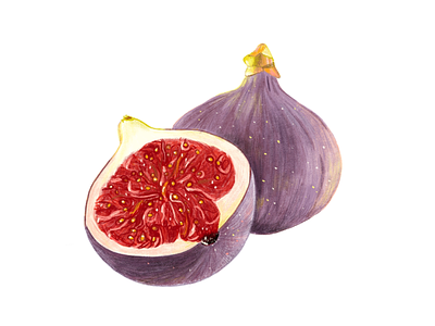 Fig fig food fruit illustration ipad art procreate