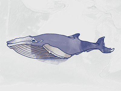 Whale drawing illustration ink pen sketch watercolors