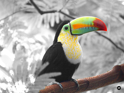 Colorful Toucan animal art artwork bird black black and white color colorful colors creative figma green nature orange photography red tree web white yellow