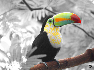 Colorful Toucan