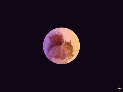 Cute squirrel, CSS gradient animal black circle color colorful colors creative cute dark digital art figma gradient inspiration light squirrel visual design web web design